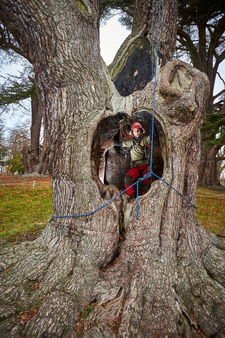 This Famous Harry Potter Tree Is Getting Surgery | HuffPost Entertainment