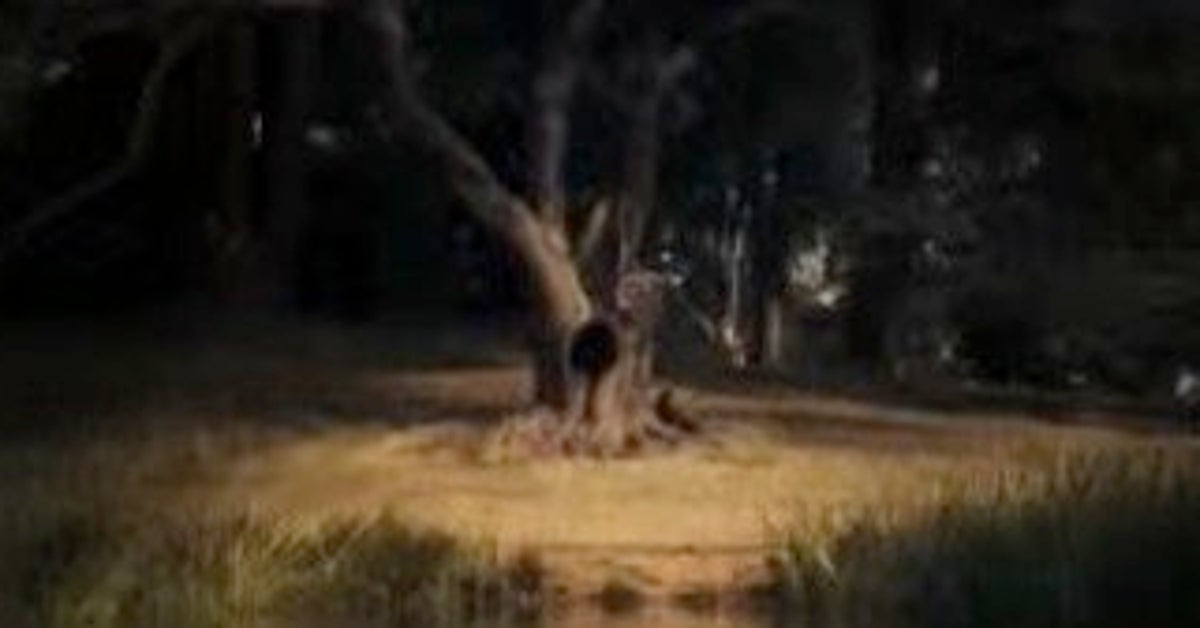 This Famous Harry Potter Tree Is Getting Surgery | HuffPost Entertainment