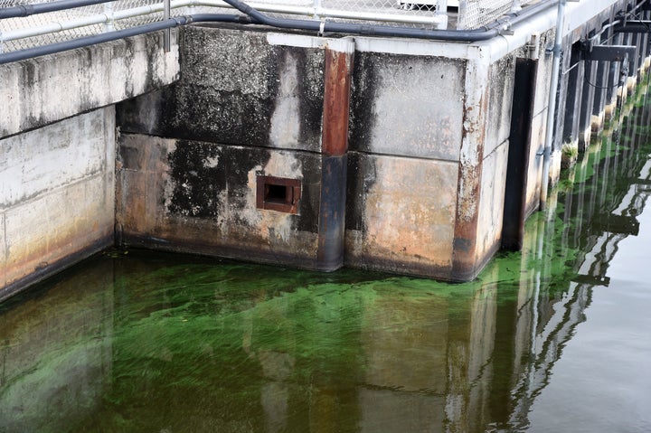 Algal blooms, like the one seen in Florida's St. Lucie River this summer, have been linked to fertilizer runoff from farms an