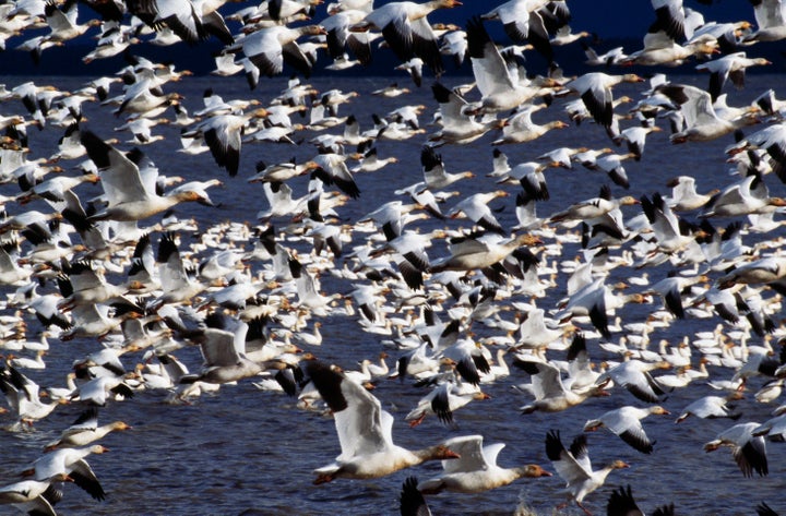 A flock of snow geese (not in Butte, Montana).