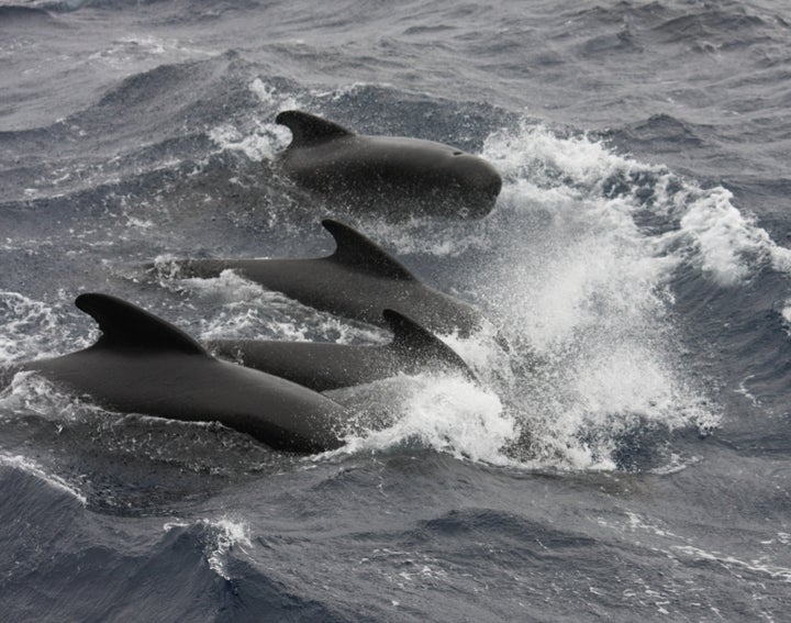 https://en.wikipedia.org/wiki/Pilot_whale#/media/File:LF_Pilot_Whales_Goban_Spur.jpg