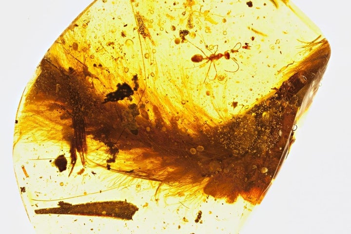 Tiny feathered tail of a 99-million-year-old dinosaur the size of a sparrow is shown captured in amber.