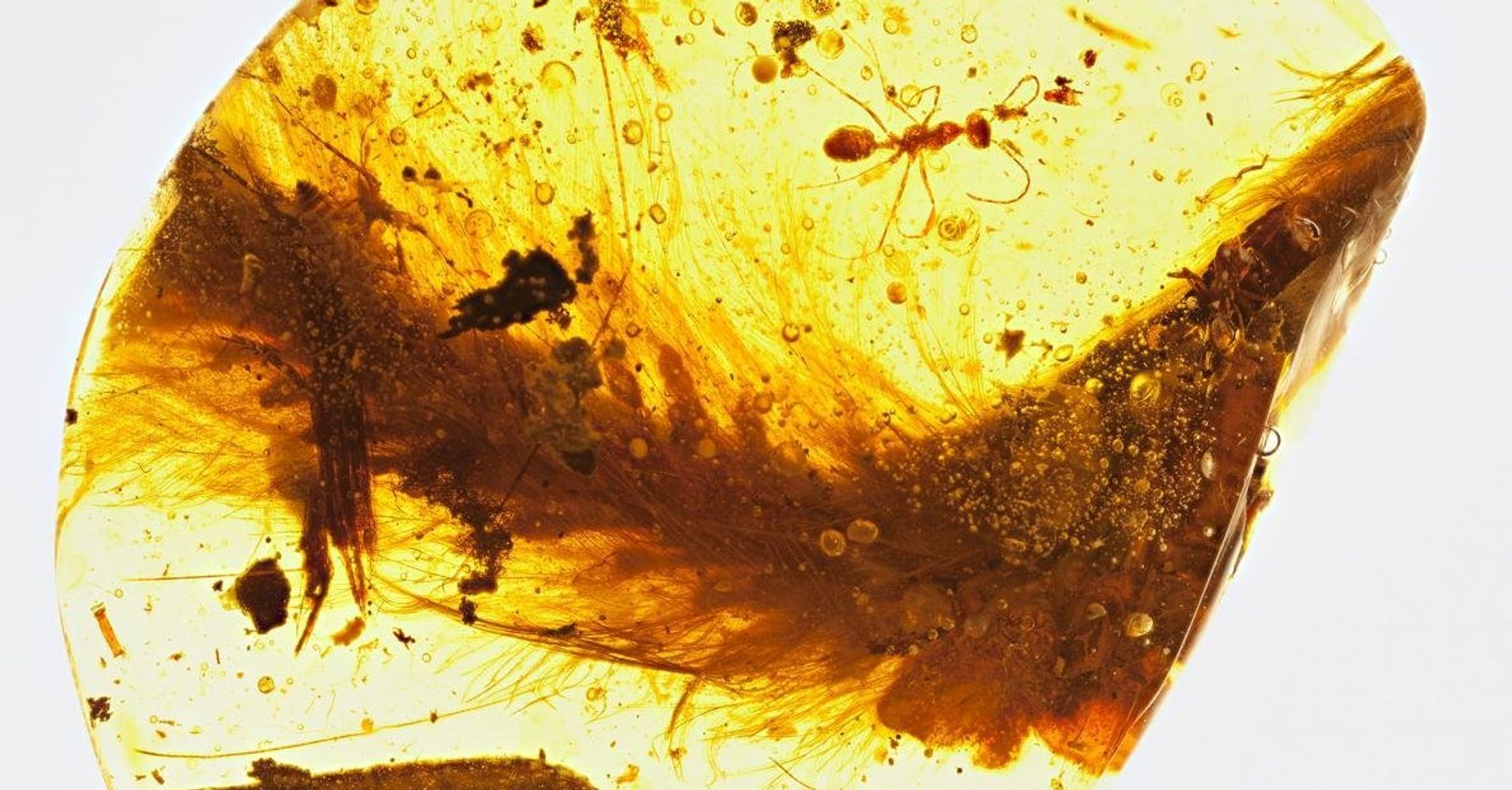 Scientists Discover Feathered Dinosaur Tail Trapped in Amber | HuffPost