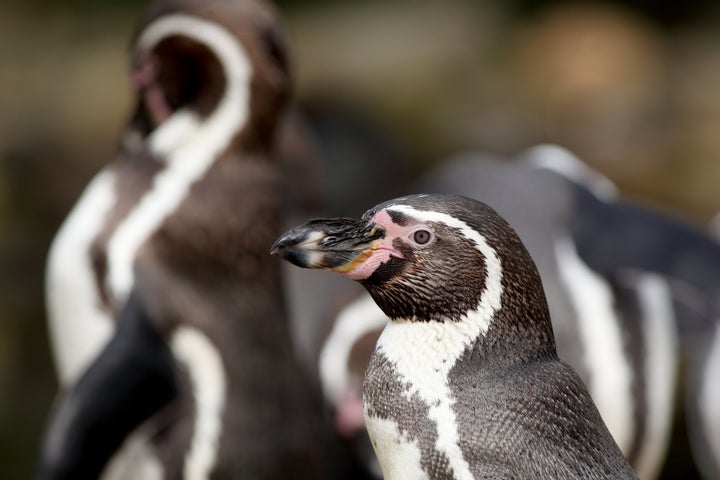 The zoo had a total of 22 birds in the Humboldt colony. Seven have drowned (file picture)