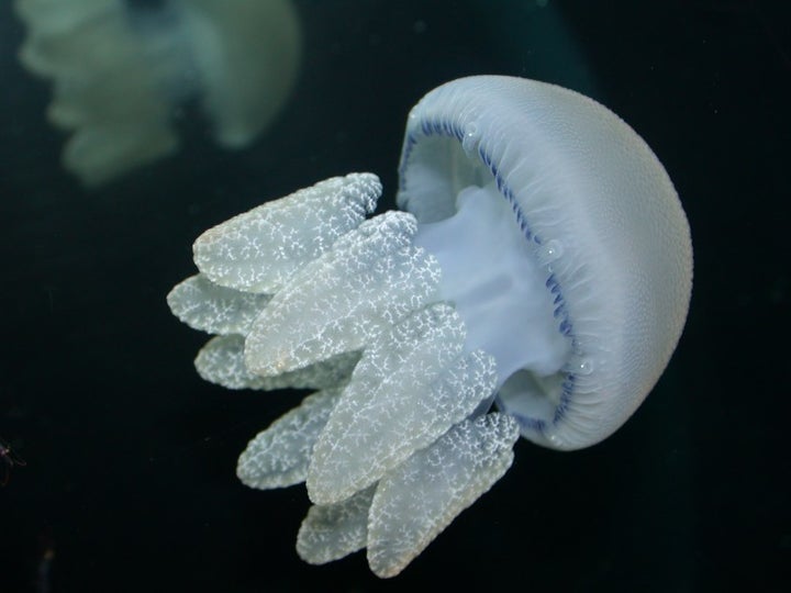 Built for Survival, Jellyfish Are Quickly Pests (VIDEO