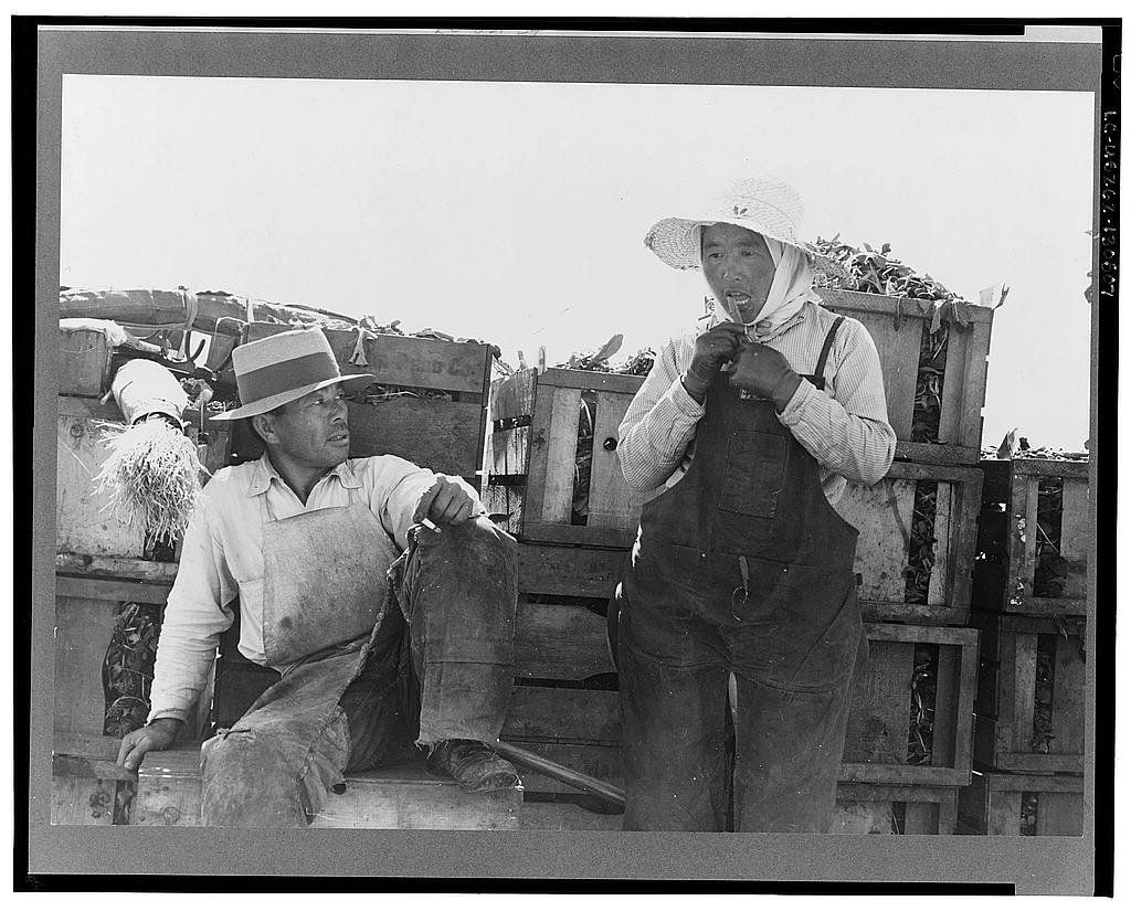 Japanese-American agricultural workers packing broccoli near Guadalupe, Calif.
