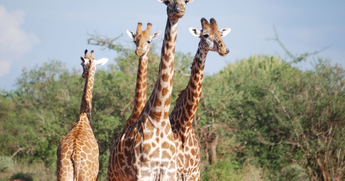 Giraffe how to stop the silent extinction of Africa’s gentle giants HuffPost Contributor