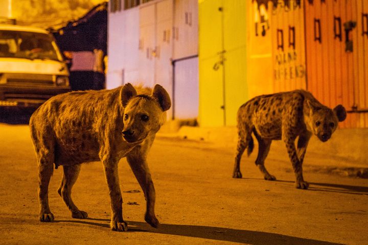 Hyenas in Harar