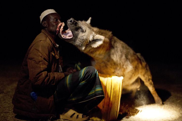 Yusef feeds the hyenas by hand, proving he is far braver than we will ever be 