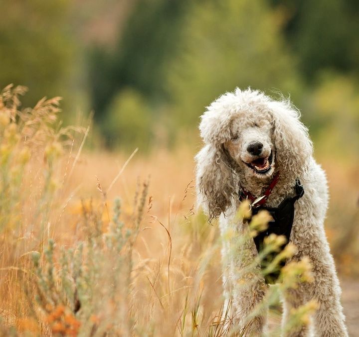 why do poodles smile