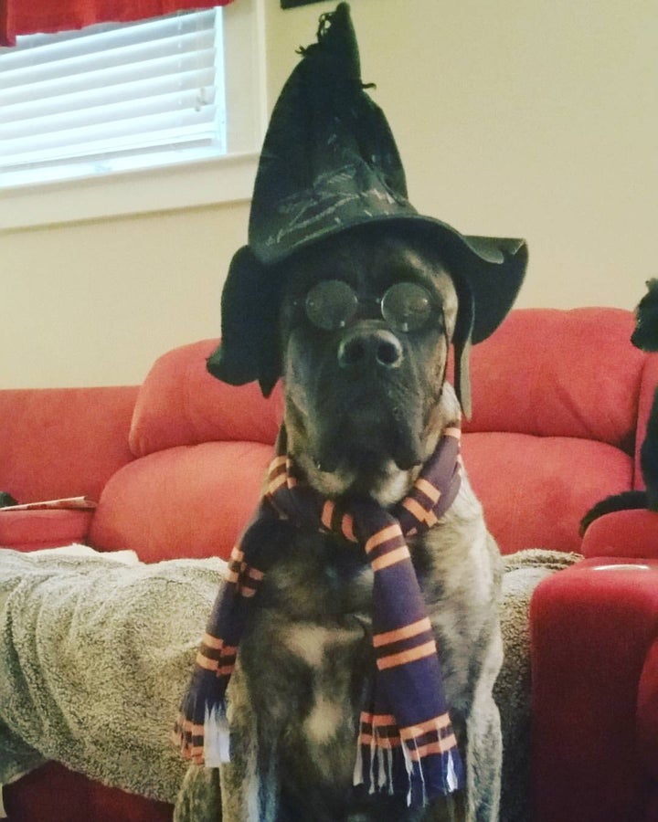 <p>Harry Potter for Halloween</p>