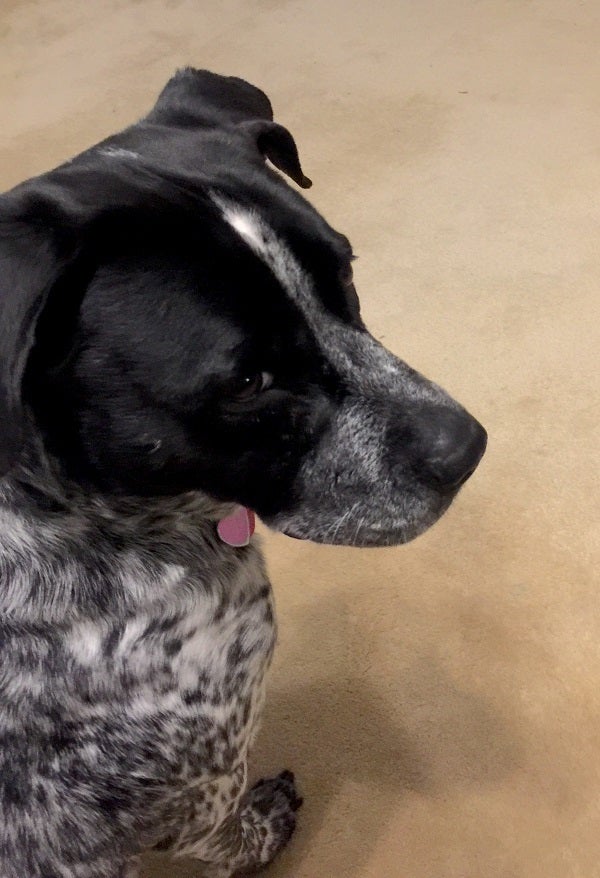 <p>My dog, Jessie, giving the side eye. </p>