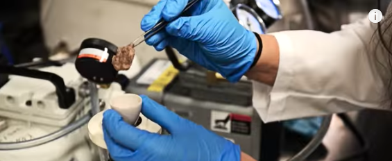 The fungus is removed after growing in the wastewater.