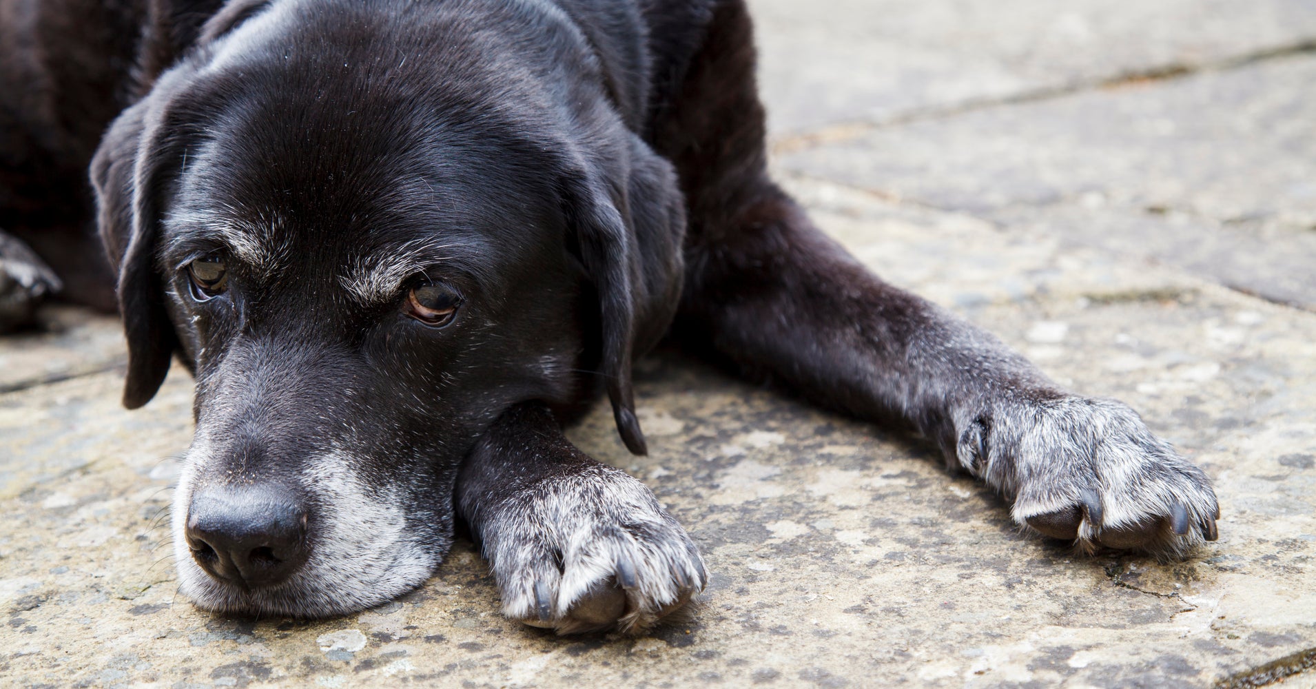 Can Dogs Get Gray Hair From Stress Can Dogs Get Gray Hair From Stress