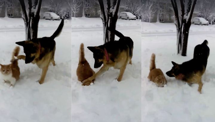 Katniss the dog was filmed slapping her frenemy, Kiwi the cat, into the snow face first while playing outside.