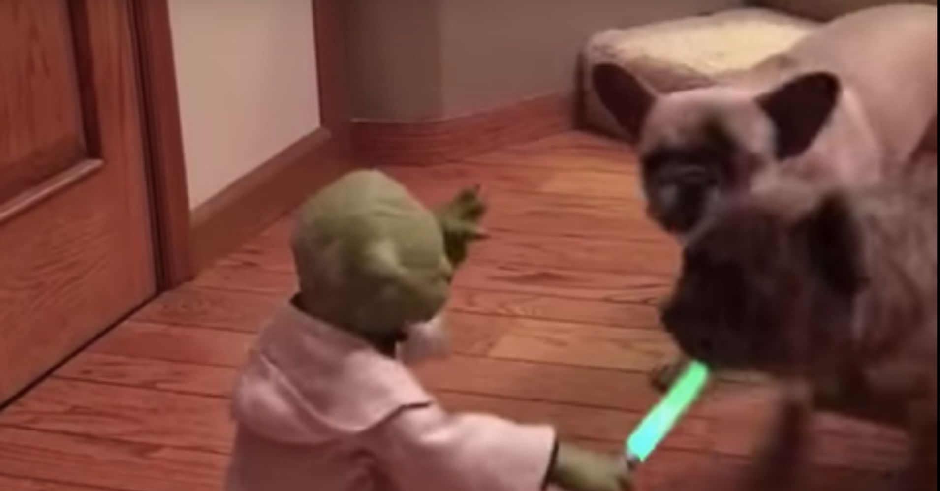 yoda dog toy