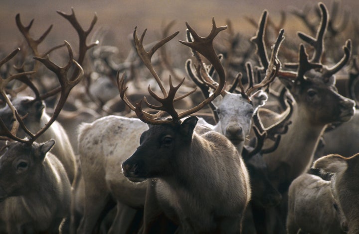 Reindeer are starving and could face a mass die-off amid global warming, scientists warn.