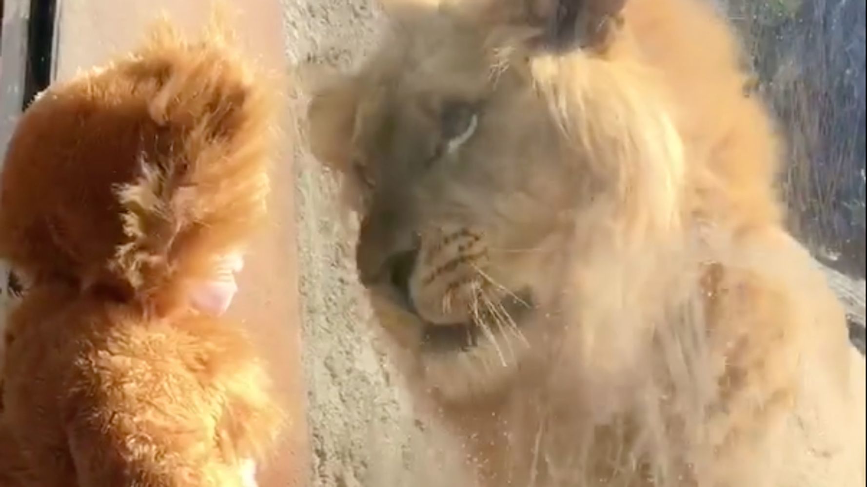 Toddler Dressed As A Lion Comes Face To Face With The Real Thing