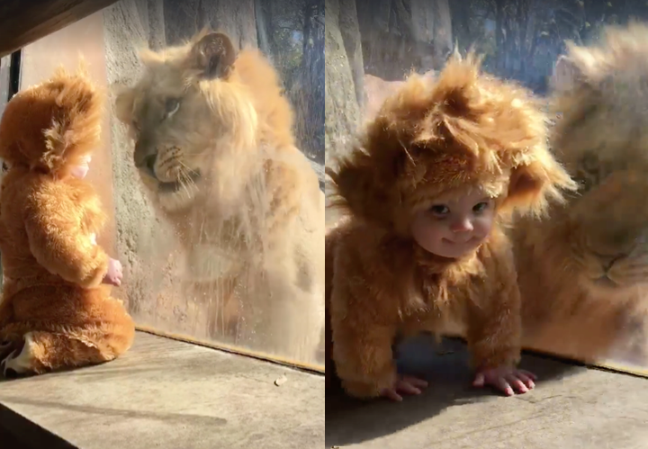 The 11-month-old boy easily became a fascinating new playmate for the lion, which watched from the other side of the glass.