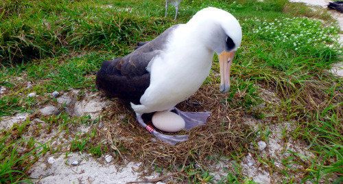 Wisdom, a Laysan albatross, has plenty of experience with this whole