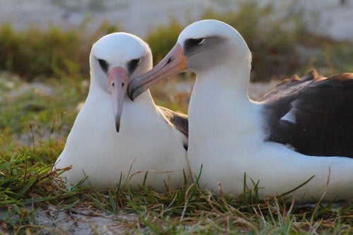 Lovebirds: Wisdom and <span>Akeakamai.</span>