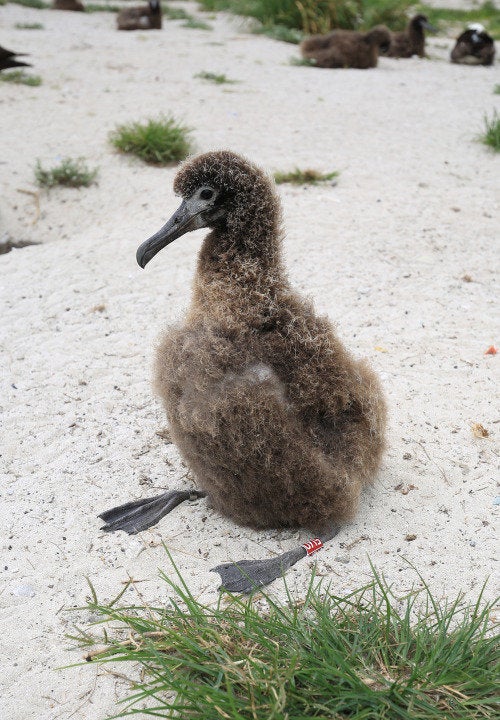 Kūkini, a chick Wisdom hatched earlier this year.