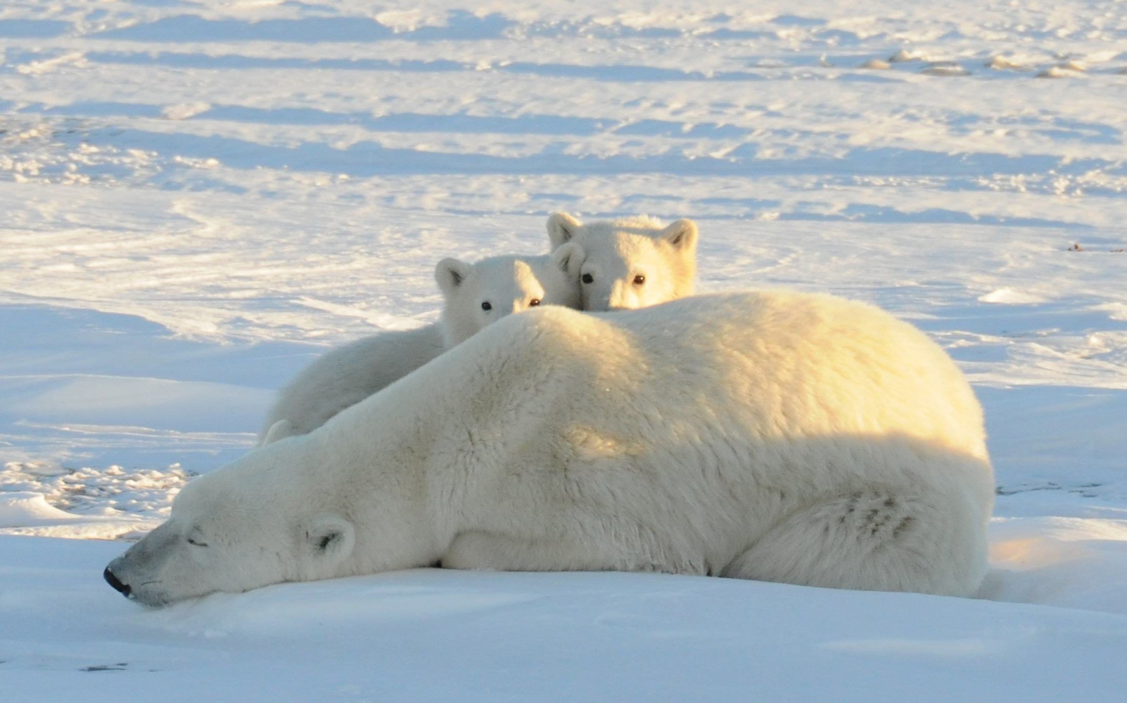 2016 Arctic Report Card Paints Dire Portrait Of Climate Change Trends ...