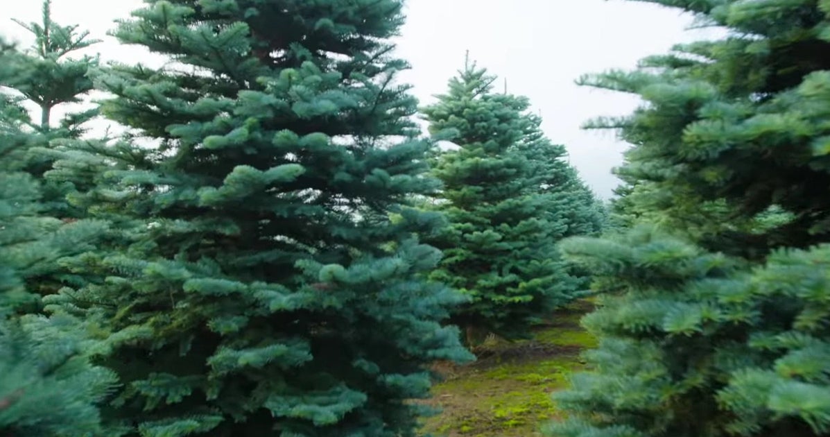 The Secret To Harvesting 1 Million Christmas Trees In 6 Weeks HuffPost Impact