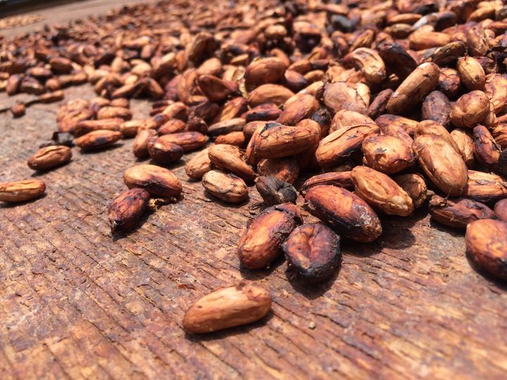 Caco beans drying in the sun
