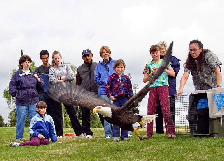 <p>A bald eagle is released after recovering from an injury. Provisions for rehabilitation and other protections for eagles will continue under the Fish and Wildlife Service’s updated eagle management regulations.</p>