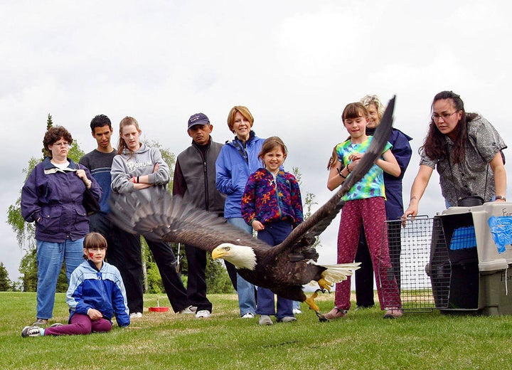 A bald eagle is released after recovering from an injury. Provisions for rehabilitation and other protections for eagles will continue under the Fish and Wildlife Service’s updated eagle management regulations.