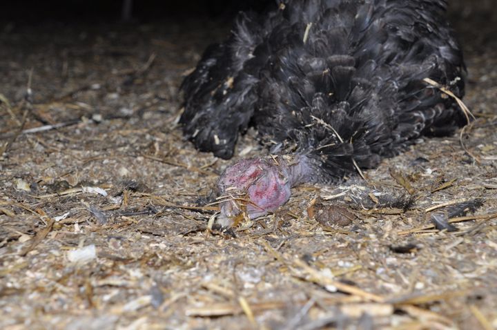 <strong>Footage shows one bird lying lifeless on the ground</strong>