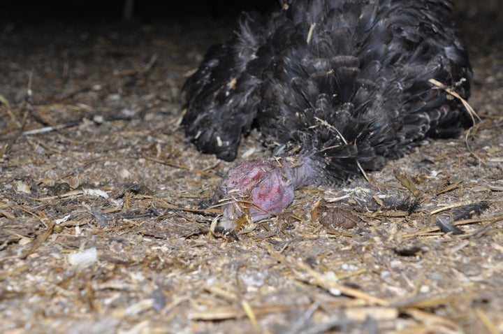 Footage shows one bird lying lifeless on the ground