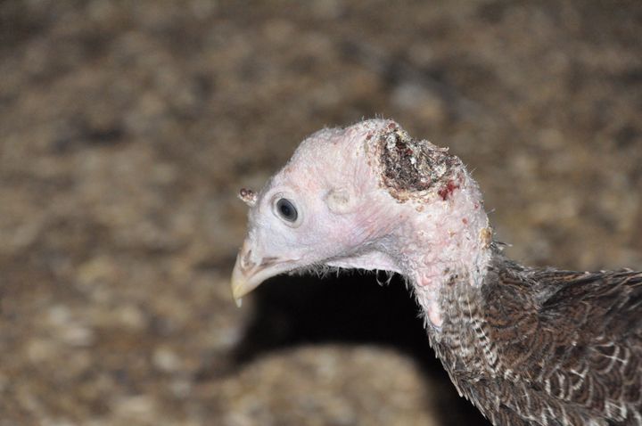 Bernard Matthews and the RSPCA said turkeys pecking one another 'is natural turkey behaviour'