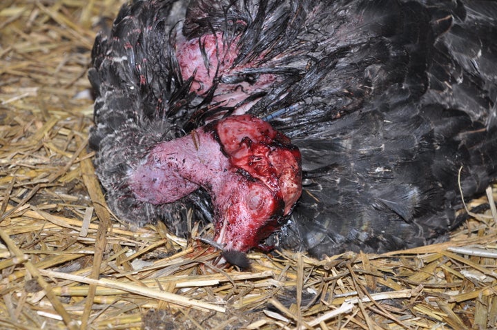 Turkey with a severe head injury.