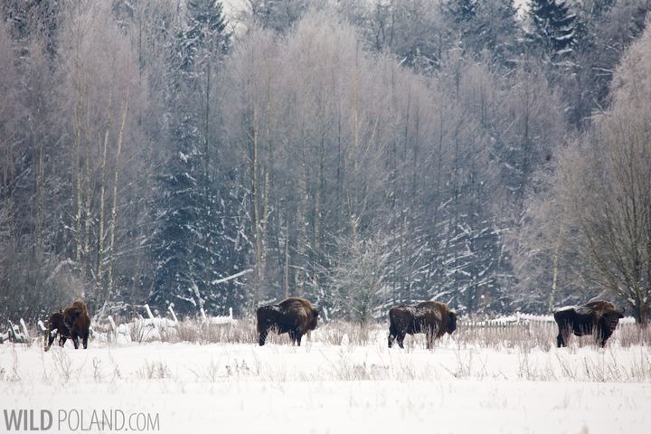Bison roam free in Bialowieza