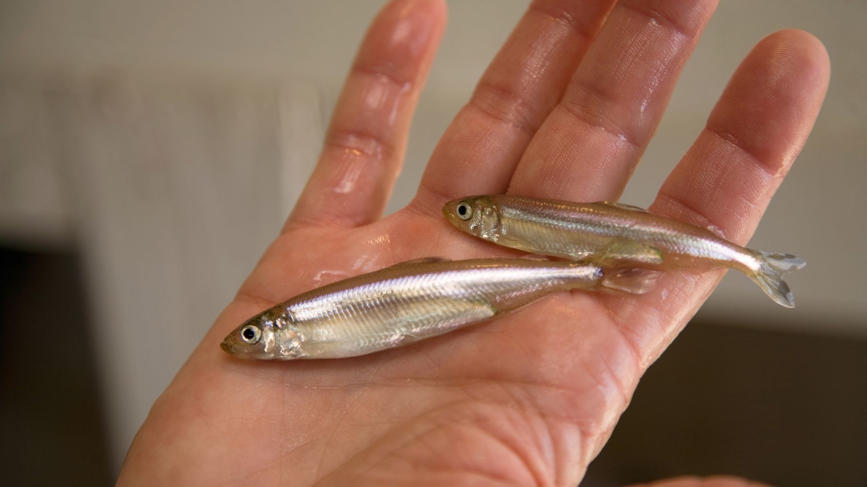 Donald Trump Was Right: Tiny Fish Can Cause Big Water Supply Problems