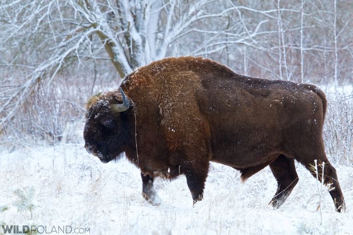 Bison, or zubr in Polish, strolls through Bialowieza National Park