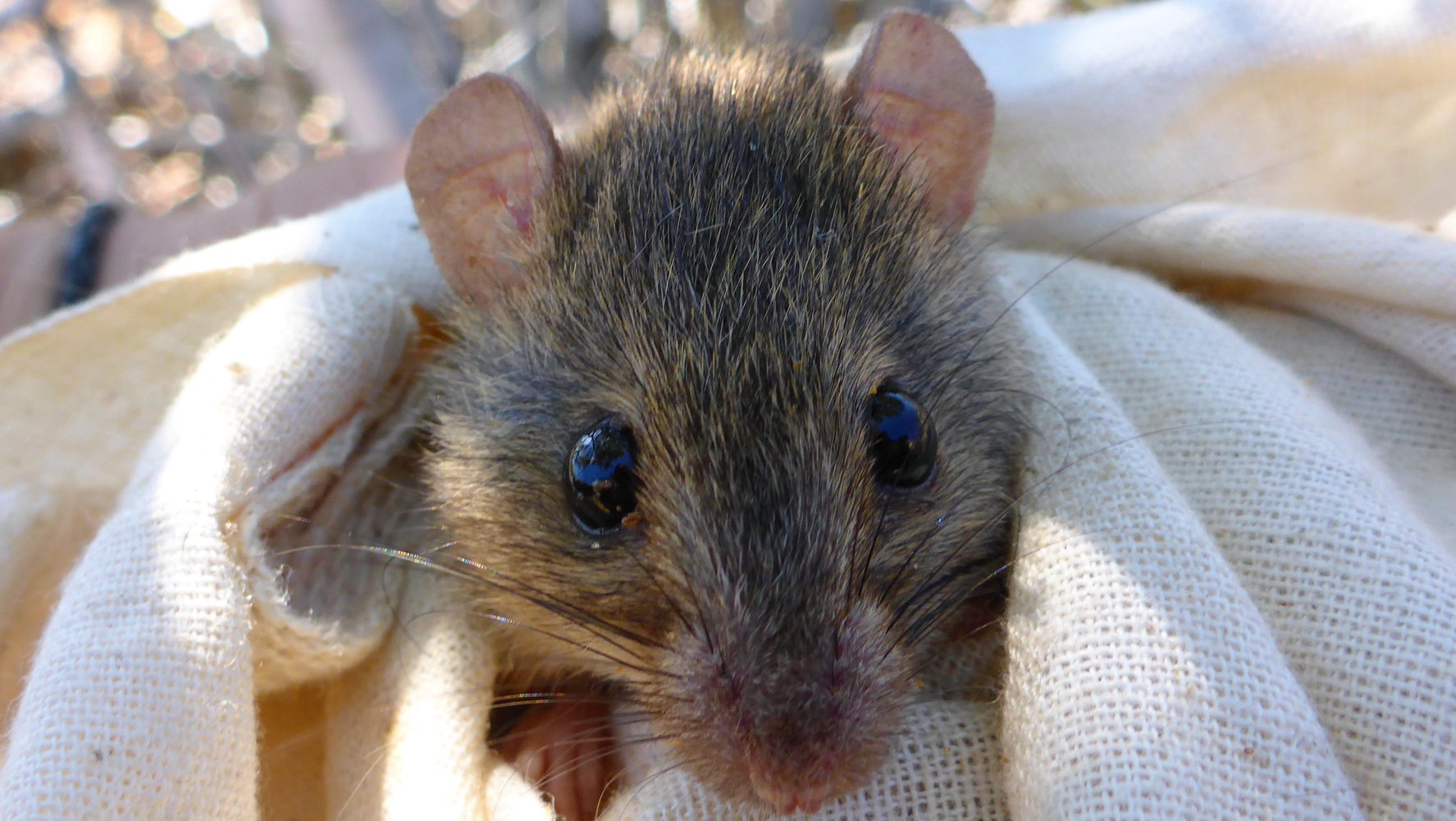 Humans Just Killed Off These 12 Animals, And You Didn't Even Notice |  HuffPost Impact