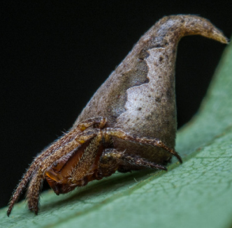 The Eriovixia gryffindori, so named for its resemblance to the sorting hat in the Harry Potter series (below)