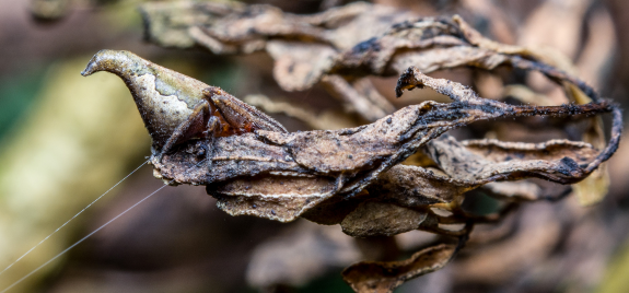 The spider is well camouflaged 