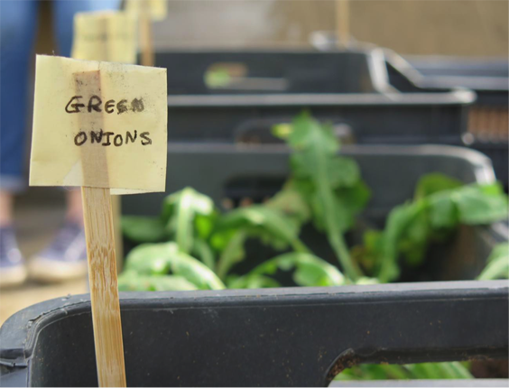 A garden gave a Syrian refugee solace.