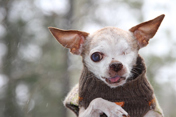 Harley always enjoyed the snow (bundled up in his sweater)