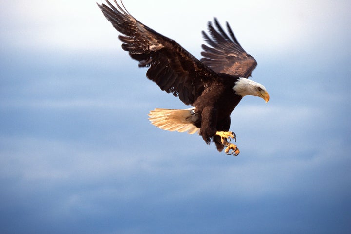 A bald eagle in flight. It's unclear whether this bird is a