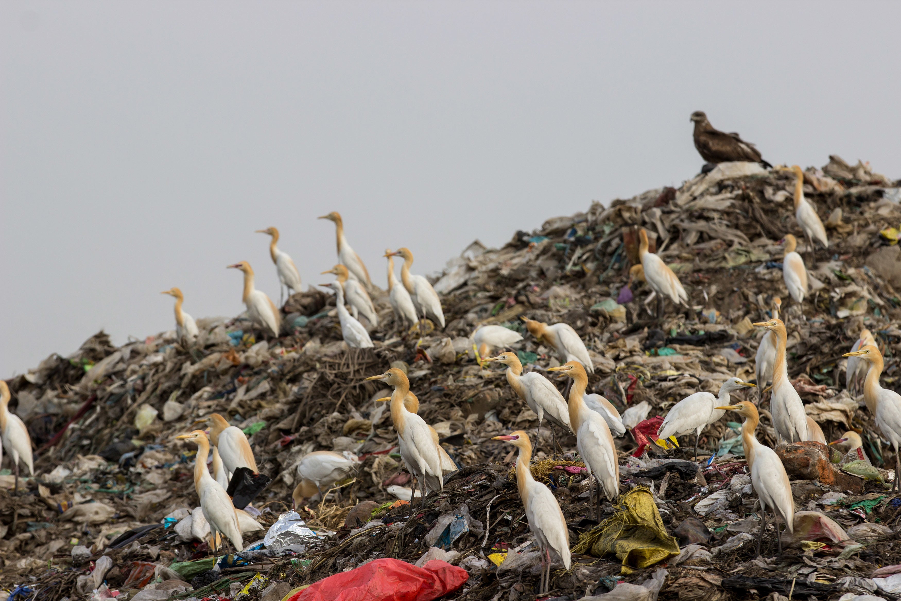 Birds Are Becoming Totally Dependent On Our Delicious Landfills HuffPost Birds Are Becoming Totally Dependent On Our Delicious Landfills HuffPost