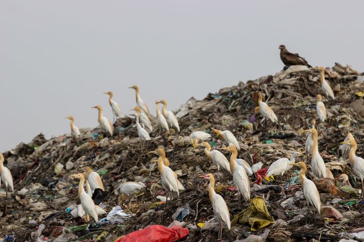 Cattle egrets scout for food at a landfill in India.