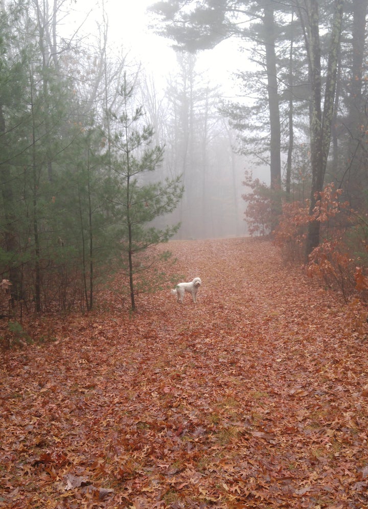 The entrance to La La Land. My dog will show you the way.