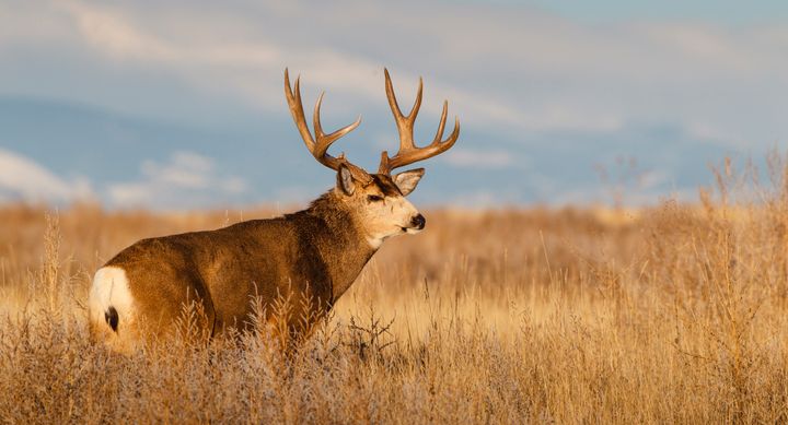 A mule deer (Odocoileus hemionus) is a deer indigenous to western North America; it is named for its ears, which are large like those of the mule.