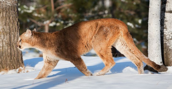 A large mountain lion (Puma concolor) hunting in winter. Cougar populations in North America have been expanding.