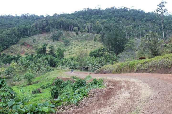 The dirt road that traverses the Natoavatu Estate, linking it to the port town of Savusavu.